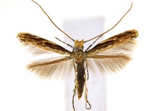 Liocrobyla kuranda