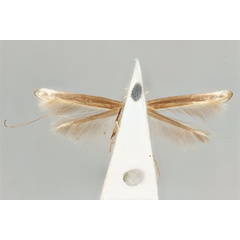 /filer/webapps/moths_gc/media/images/P/pandoxa_Cuphodes_HT_ANIC31-010801_ventral.jpg