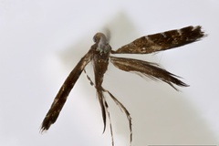 Acrocercops chrysometra