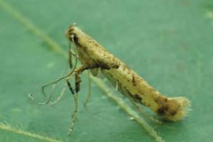 Caloptilia honoratella