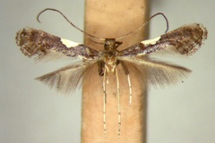 Caloptilia vicinola