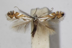 Phyllonorycter vulturella