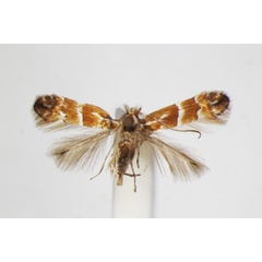 /filer/webapps/moths_gc/media/images/J/japonica_Phyllonorycter_A_ZSM_2.jpg