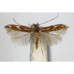 /filer/webapps/moths_gc/media/images/B/brunnea_Phyllonorycter_PT_ZSM_3.jpg