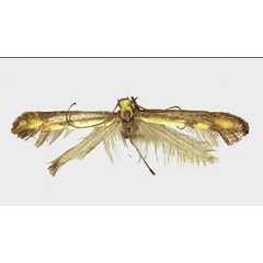 /filer/webapps/moths_gc/media/images/J/jailensis_Caloptilia_HT_ZMKU.jpg