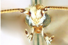 Crotona kakadu