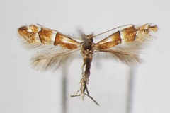 Phyllonorycter bicinctella