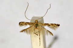 Acrocercops penographa