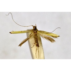 /filer/webapps/moths_gc/media/images/C/callicirrha_Caloptilia_A_BMNH(E)-1055733.jpg