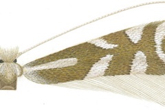 Phyllonorycter ledella