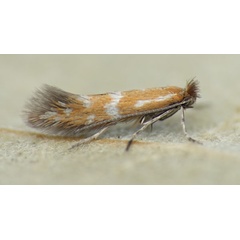 /filer/webapps/moths_gc/media/images/B/berberidella_Phyllonorycter_HT_Nunes-etal_2026_143.jpg