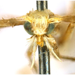 /filer/webapps/moths_gc/media/images/G/glochidia_Diphtheroptila_PT13_head1_ANIC.jpg