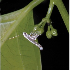 /filer/webapps/moths_gc/media/images/L/lanceolatella_Epicephala_A_Kawakita-et-Kato_2016_106.jpg