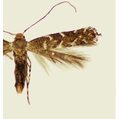 /filer/webapps/moths_gc/media/images/S/schinusae_Leurocephala_HT_Davis et al_2011_67.jpg