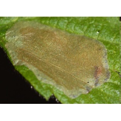 /filer/webapps/moths_gc/media/images/H/holodisci_Phyllonorycter_mine_Eiseman-et-Davis_2020_218.jpg