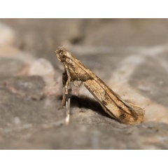 /filer/webapps/moths_gc/media/images/H/honoratella_Caloptilia_A_Wullaert_1919_39_20.jpg