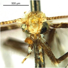 /filer/webapps/moths_gc/media/images/E/eubenangee_Polydema_HT_head1_De-Prins-etal_2025_234.jpg