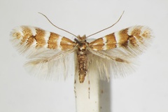 Phyllonorycter emberizaepenella