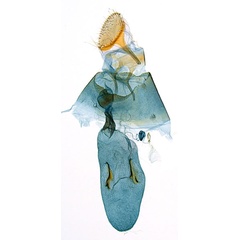 /filer/webapps/moths_gc/media/images/G/gunniella_Neurostrota_A10_GF_ANIC.jpg