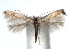 Phyllonorycter cytisifoliae