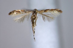 Cameraria borneensis