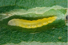Phyllocnistis ourea