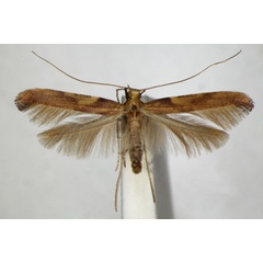 /filer/webapps/moths_gc/media/images/C/coruscans_schinella_Caloptilia_A_ZSM_2.jpg