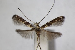Gibbovalva quadrifasciata