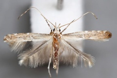 Dextellia dorsilineella