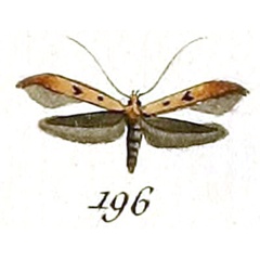 /filer/webapps/moths_gc/media/images/S/signipennella_Tinea_HT_Huebner_29-196.jpg