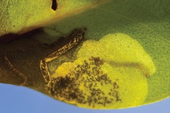 Philodoria succedanea