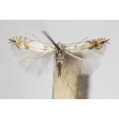 /filer/webapps/moths_gc/media/images/L/labyrinthella_Phyllocnistis_A_ZSM_3.jpg