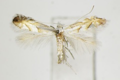 Phyllonorycter nigristella