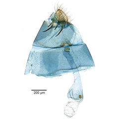 /filer/webapps/moths_gc/media/images/E/eumetalla_Polysoma_GF_De-Prins-etal_2025_248.jpg