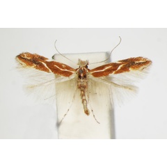 /filer/webapps/moths_gc/media/images/C/corylifoliella_Phyllonorycter_A_ZSM_8.jpg