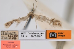 Phyllonorycter enchalcoa