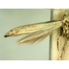 /filer/webapps/moths_gc/media/images/L/leptospila_Caloptilia_HT_TMSA565.jpg