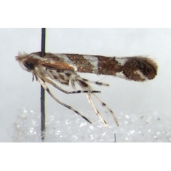 /filer/webapps/moths_gc/media/images/L/leucaspis_Phyllonorycter_PT_RMCA.jpg