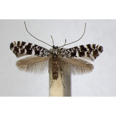 /filer/webapps/moths_gc/media/images/P/polygrammella_Parornix_A_ZSM_3.jpg