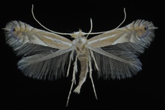 Phyllonorycter splendidus