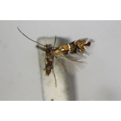 /filer/webapps/moths_gc/media/images/A/anderidae_nanella_Phyllonorycter_A_ZSM.jpg