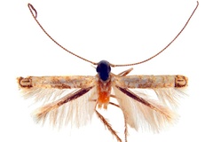 Cuphodes didymosticha