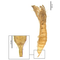 /filer/webapps/moths_gc/media/images/T/tumoris_Phyllonorycter_pupa_Lu-etal_2025_460.jpg