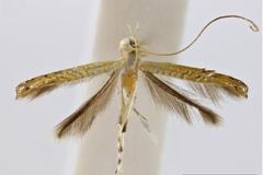 Acrocercops cirrhantha