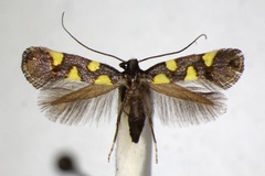 Calybites quadrisignella