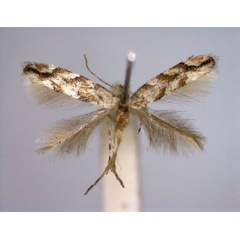 /filer/webapps/moths_gc/media/images/C/cerrutiella_Phyllonorycter_PT_EIHU_female.jpg