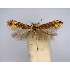 /filer/webapps/moths_gc/media/images/M/melanosparta_Phyllonorycter_EIHU.jpg