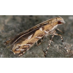 /filer/webapps/moths_gc/media/images/C/cocciferellum_Acrocercops_A_PathPiva.jpg