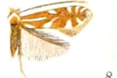 Phyllonorycter crataegella
