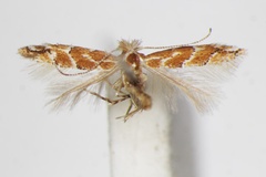 Phyllonorycter tritorrhecta